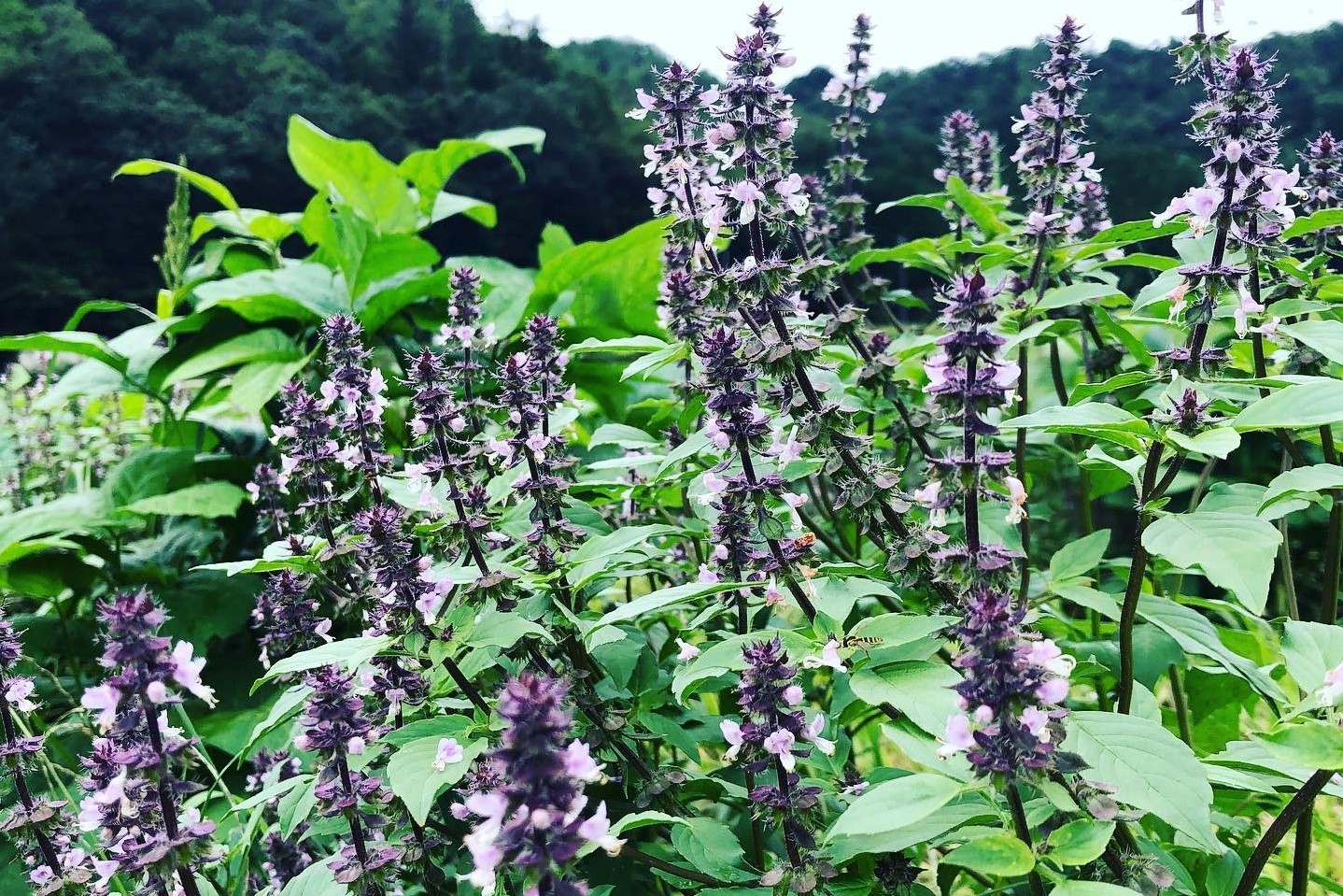 ホーリーバジルは、黒大豆のコンパニオンプランツであり、養蜂の蜜源であり、ハーブティーの素材でもある。