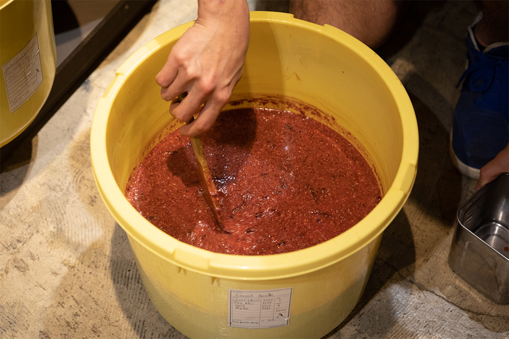 熟成度合いがまだ若いイナゴ醤。イナゴはイネ科の植物しか食べないため、爽やかでフルーティな味わいになる。