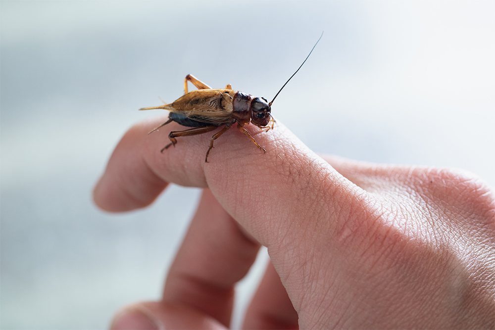 ラーメンのトッピングには、活けのコオロギを使用。雑味を取り除くため、使う２日前から餌を与えず糞出しをして素揚げに。群馬県の「月夜野ファーム」から子供のコオロギを仕入れて店で育てる。