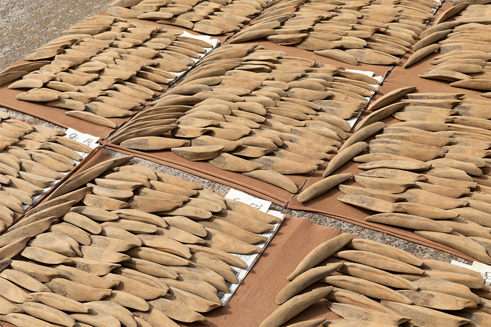 天日に干すことで、鰹節の表情が変わる。カビの色が変わり、重みが増し、豊かな香りが漂う。