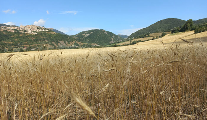 今だから、命の糧となる穀物「ファッロ」を見直そう