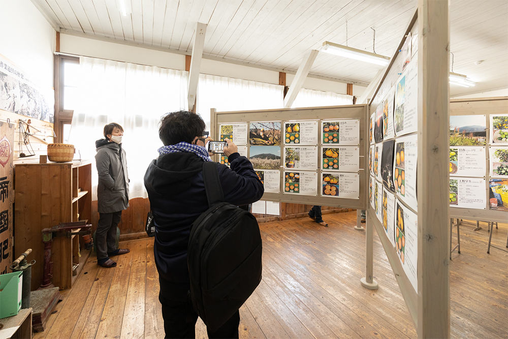 「秋津野ガルテン」の展示室で。収穫期順に並ぶ柑橘の資料をスマホで撮影する金子シェフ。