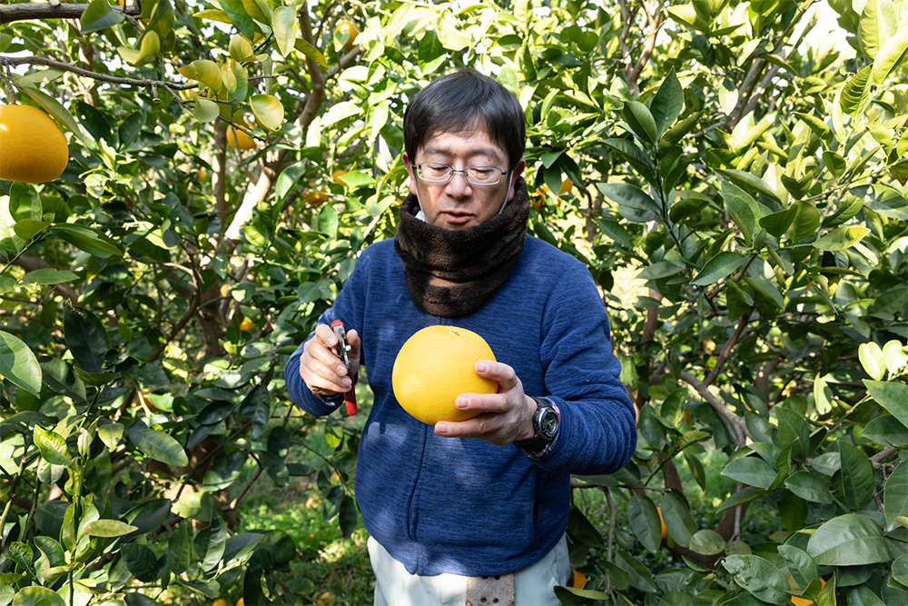 直径約20センチのメイポメロ。すべての柑橘の皮を剪定鋏で器用にむく原さんの手さばきは、ソムリエのナイフ捌きを彷彿とさせる。