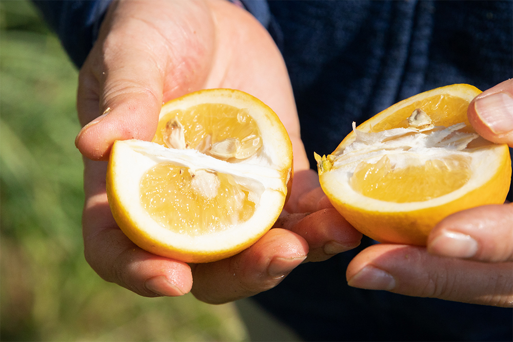 生食用は種なしが人気だが「自然の交配を妨げない栽培方法では種が多く入りやすい」と原さん。食べやすさより、自然の、命が宿る味に。