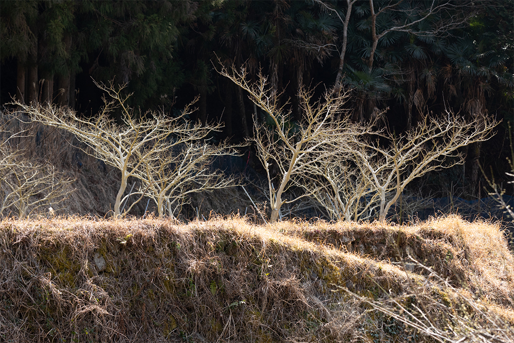 まだ冬の面影を残す「かんじゃ山椒園」の３月。４月から花が咲き始め、５月から収穫が始まる。