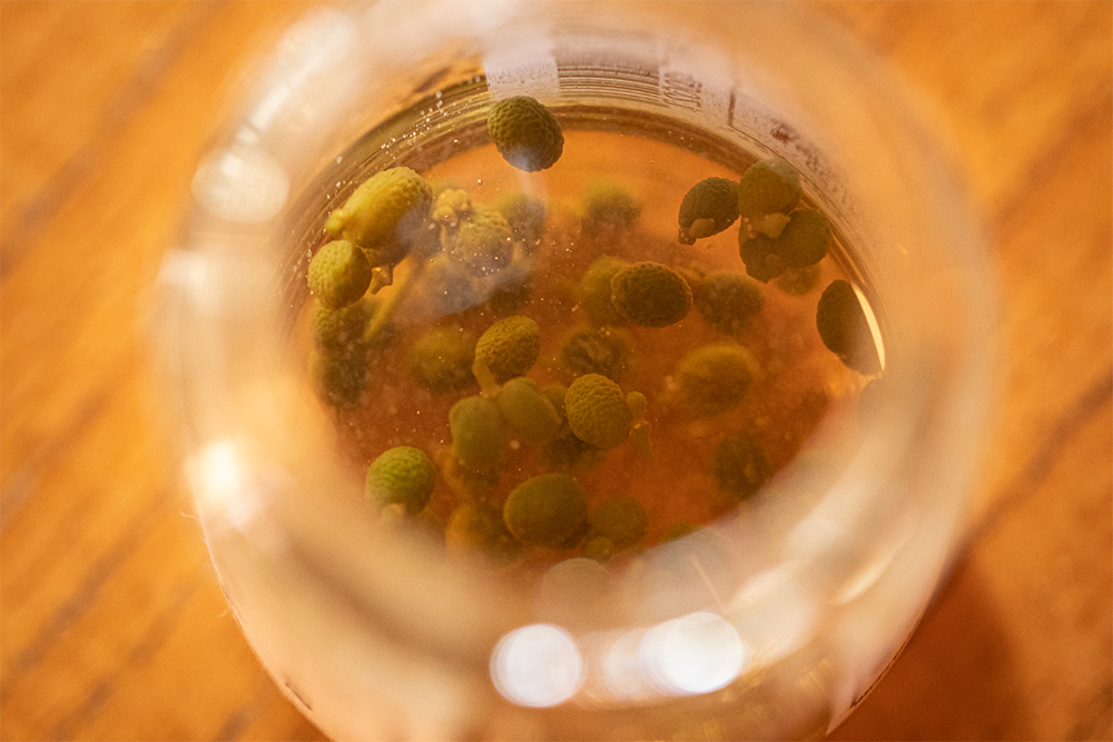 シェフたちが絶賛した「山椒ジャム」。齋籐シェフいわく「フルーツのよう」。