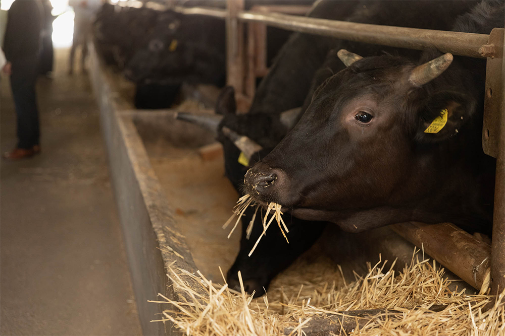 月齢10カ月前後の仔牛も、すくすく成育中。好奇心でいっぱい、驚くほどに人懐こい。「やっぱりストレスがないからでしょうね」と西岡さん。