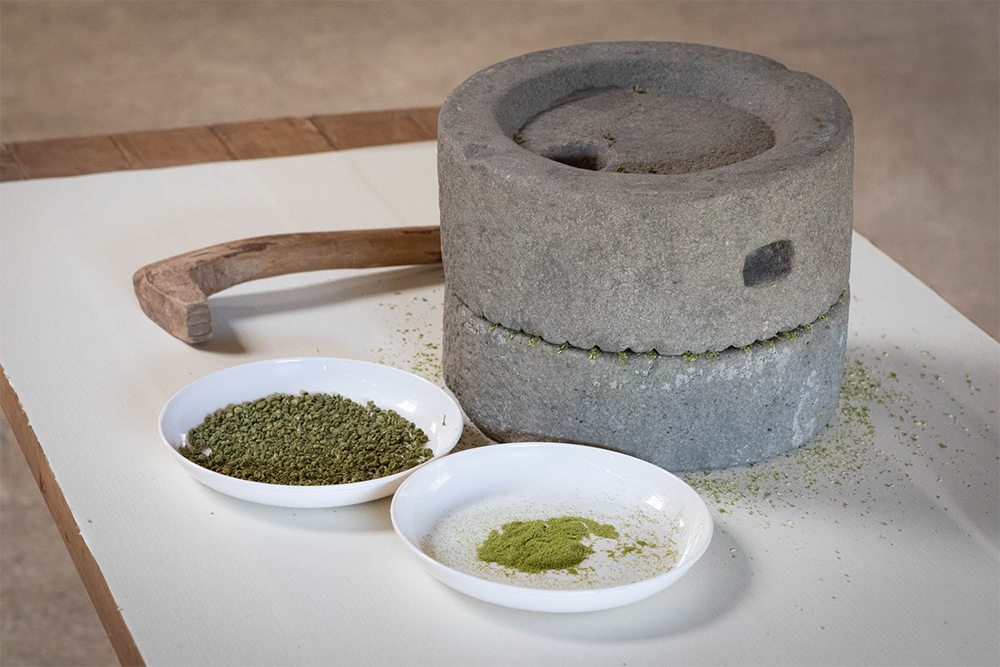 ７月以降に収穫される干山椒は、収穫量の約７割を占める。一晩乾燥機に入れて乾かし、石臼で丹念に挽いて翡翠色の粉山椒に。