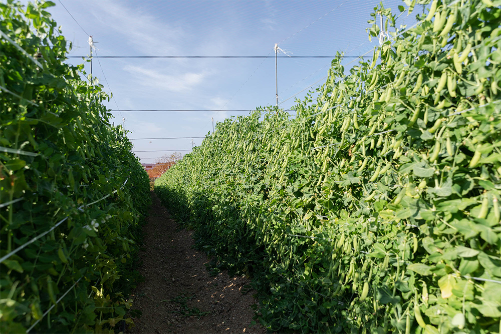 畑の総面積は約3600㎡。長さ70ｍの畝が十数列に並び、収穫が最盛期を迎える４月は忙しさもピークに。「１列を１往復して収穫するのに、まる１日かかる。成熟のスピードも尻上がりに加速していくので、時間との勝負です」