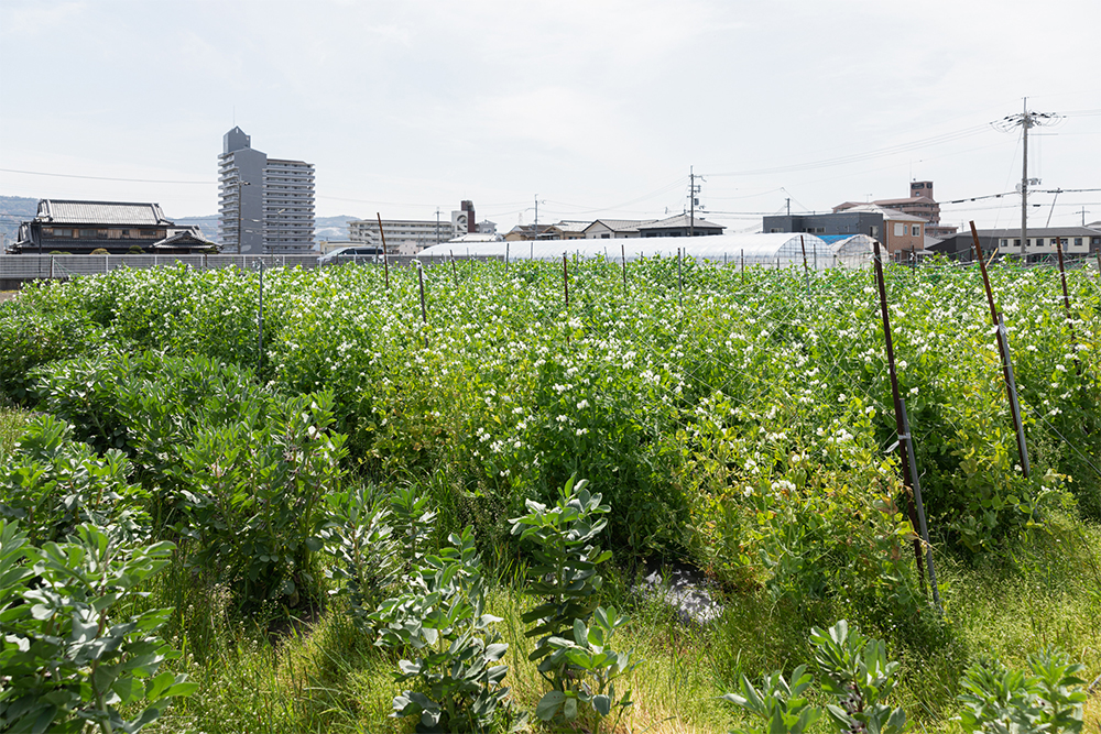 春から初夏は豆類が旬真っ盛り。走り、盛り、名残、それぞれのおいしさを味わい尽くす。
