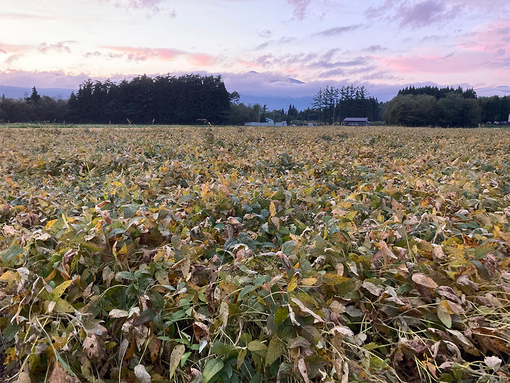 イタリアンライグラスをリビングマルチにして大豆を育て、実も茎も葉もまるごと飼料にする。「町、郡、県へと広げていけたら」