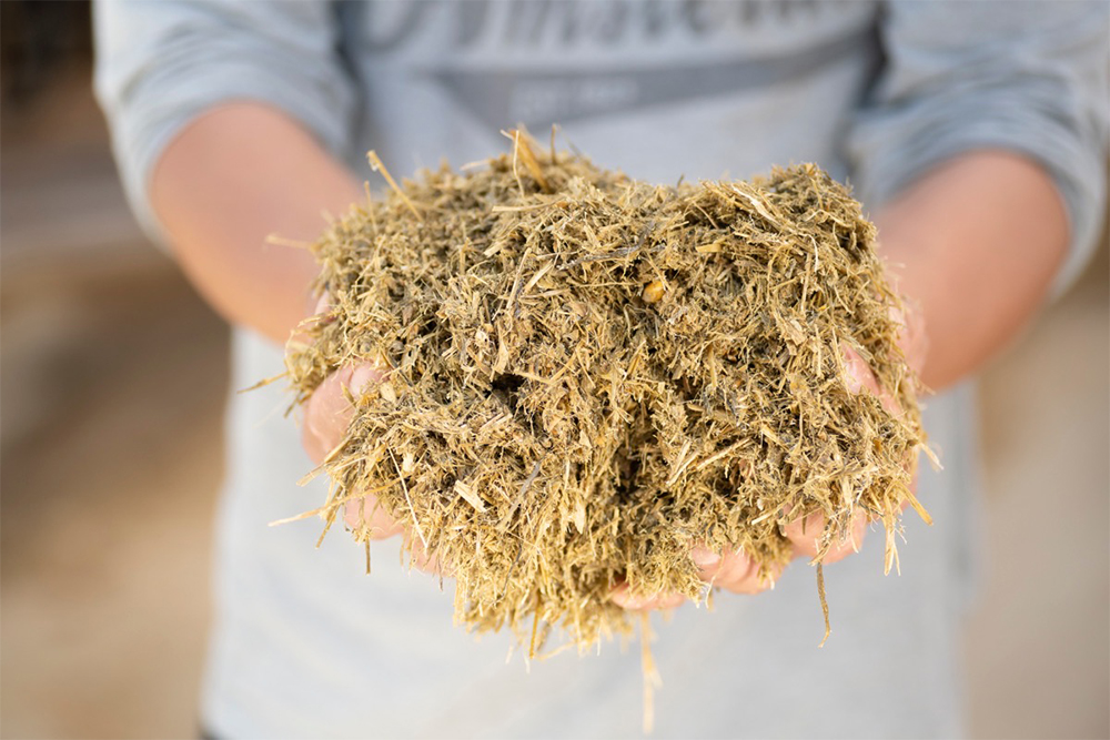 東北農研の設計による飼料。イタリアンライグラスの一番草、有機大豆サイレージ、デントコーンサイレージ、子実トウモロコシ、くず大豆、米糠、キノコ廃菌床などで構成されている。