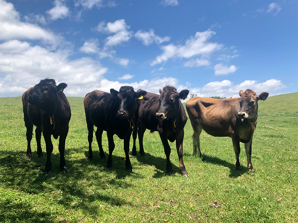 東北農研と取り組む飼料でジャージー牛やジャー黒（ジャージー×黒毛）を飼養する試みが進む。牛舎飼育のみならず放牧も組み合わせて、地域性を打ち出す。