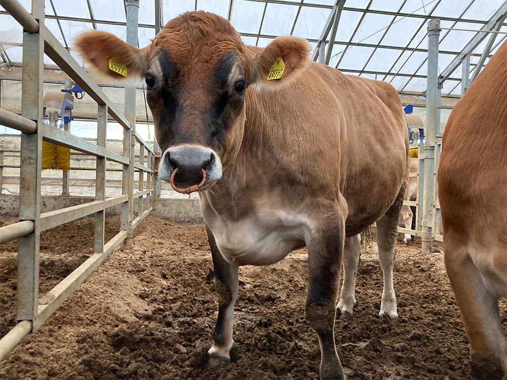 三谷牧場生まれ、中屋敷ファーム育ちのジャージー牛。東北農研との取り組みがスタートしてからは地元産の飼料で育てられた。