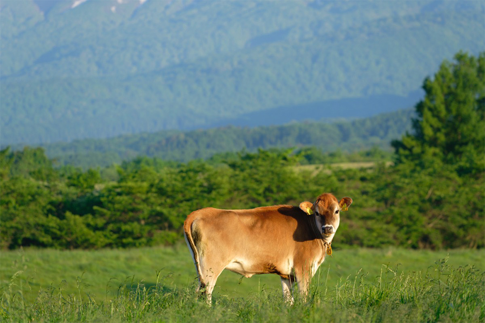「良いものって、値段の高いものじゃない。ちゃんと見えているもののことだよと子供たちには言い聞かせています」