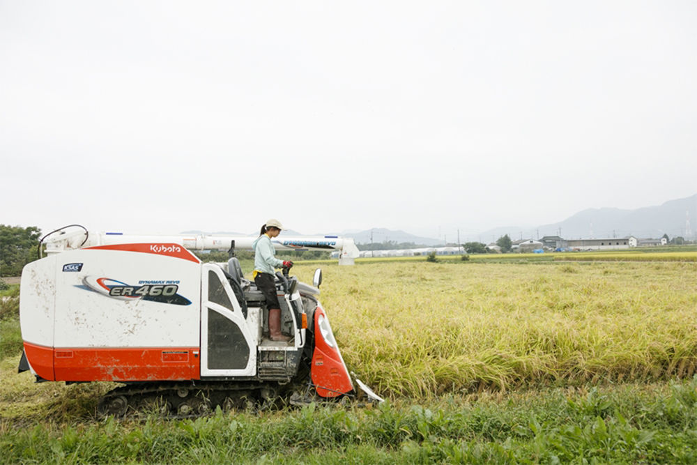 コンバインを操って稲刈りをするのは28歳の女子。浦部農園では、初めて農業に携わる若い世代を積極的に受け入れている。