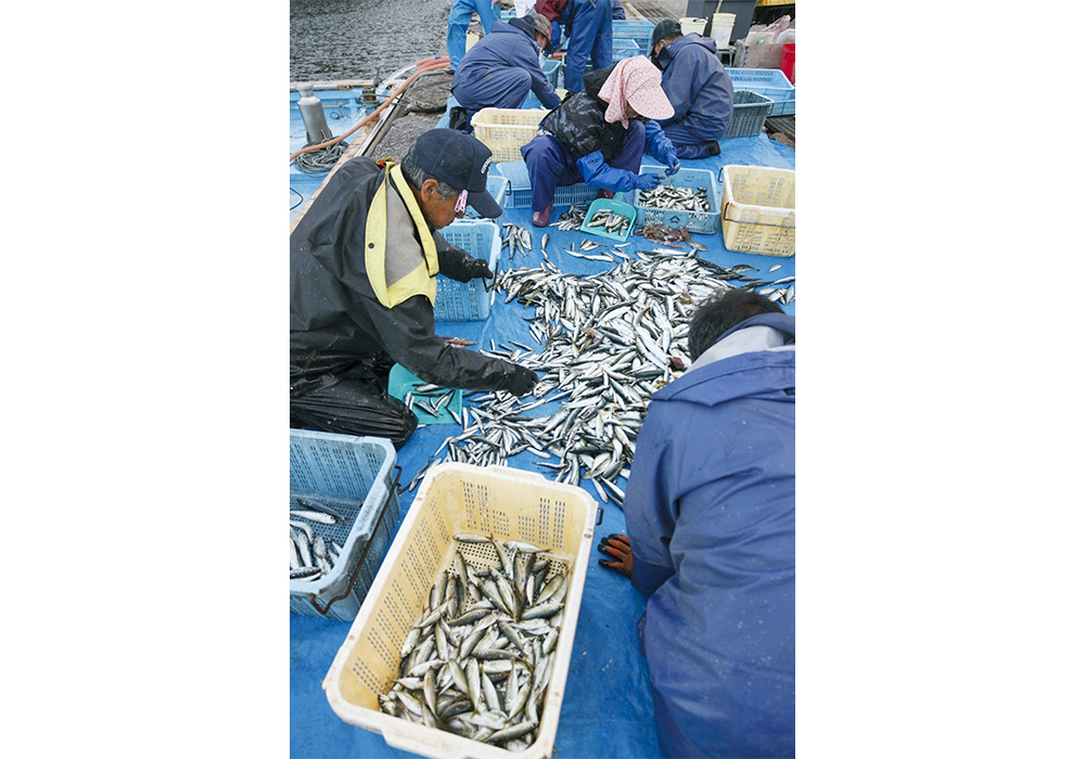 天気がよければ外に干し、悪ければ冷凍へ。解凍は目の前の海に沈めて自然解凍する。
