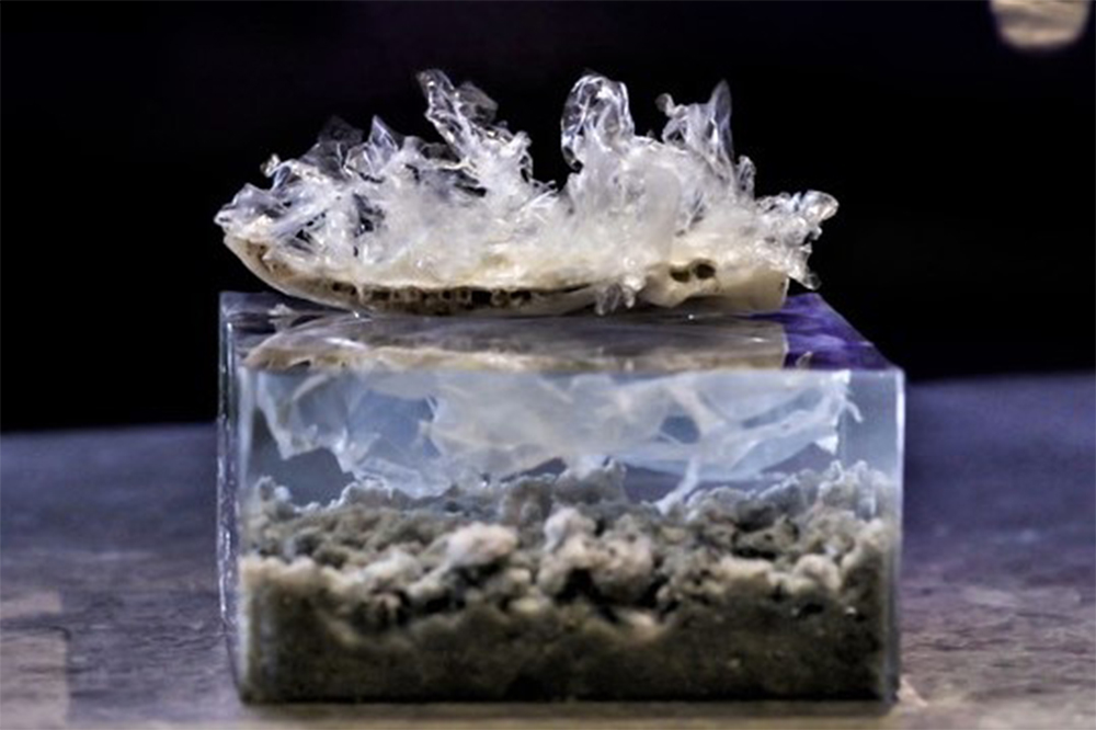 海の魚の体内からプラスチックが発見されているとの報告書からインスピレーションを得て、“食べられるプラスチック”を使って表現した一品。