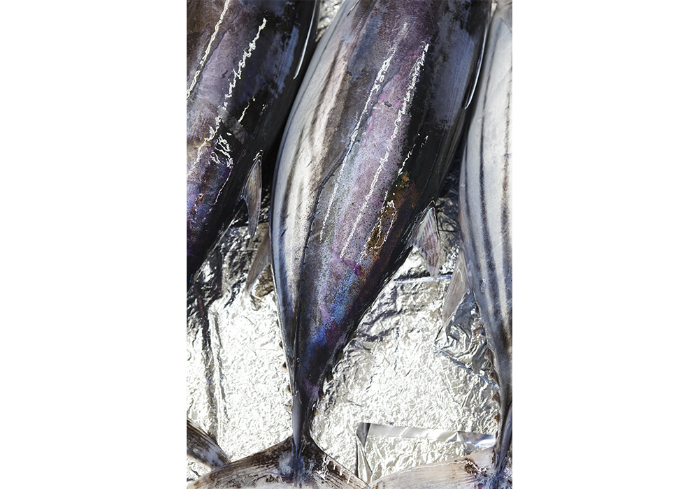 海水氷に浸けて持ち帰ったカツオの身には鮮度の証である紫からブルー、グリーンのグラデーションが。