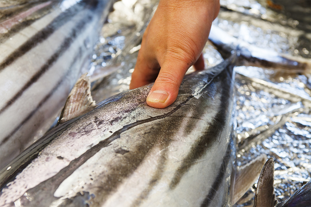 （写真左）久しぶりにカツオの水揚げが。さっきまで海で泳いでいたカツオは触るとまだ軟らかい。