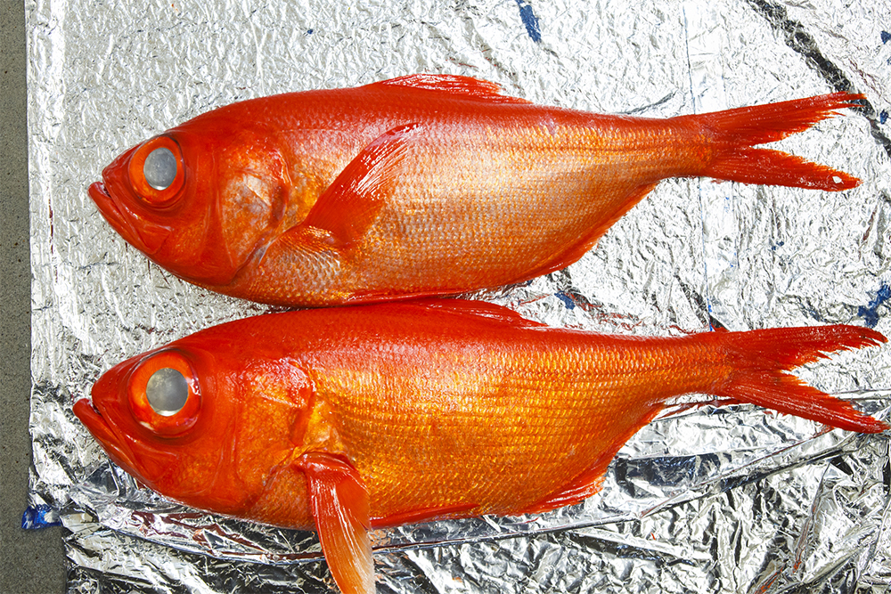 頭が小さく、背中の張りがあって、肛門まわりの腹の肉付きがよい。