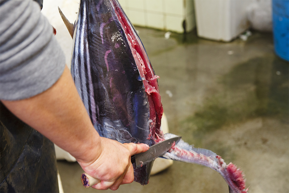 ３尾のうち１ 尾は今晩店で使える地元の料理人たちの元へ。こちらは冷やし過ぎずに手渡す。