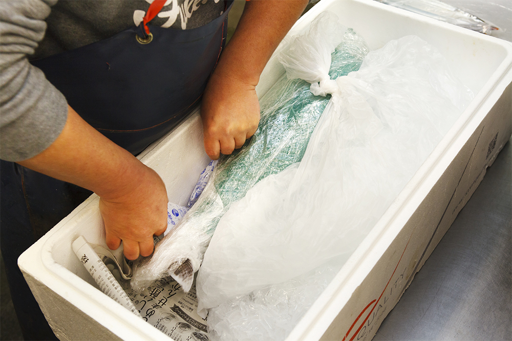 一尾丸ごとのカツオは身割れしないよう縦におき、特大ビニールに詰めた氷を横にあてる。