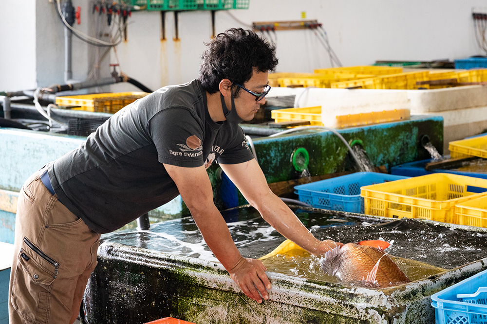 入札に先駆けて魚を見て回る。長井漁港は相模湾で揚がる魚の流通拠点。活魚のための設備も充実している。