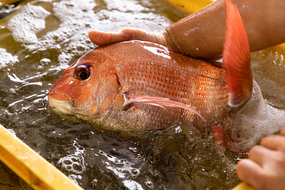 生きた魚が湛える色、張り、艶に目を奪われる。「重視するのは、生命力」と長谷川さん。