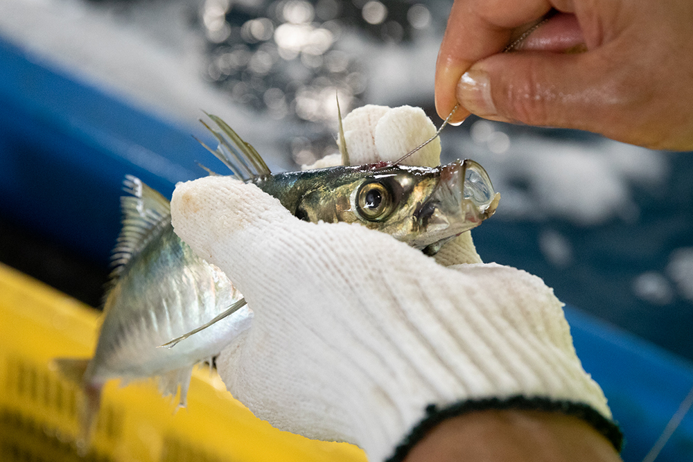 こんな小さな魚にも神経締めを施す。手つきに愛が溢れている。