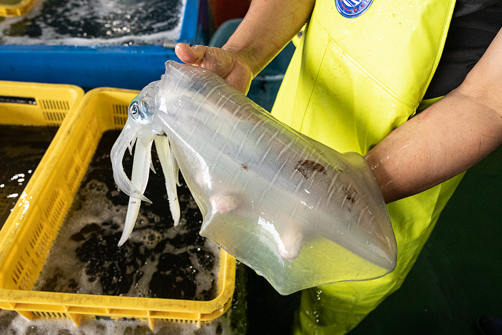 アオリイカ。下が透けて見える。この状態を維持したまま料理人の手に渡るよう最善を尽くす。