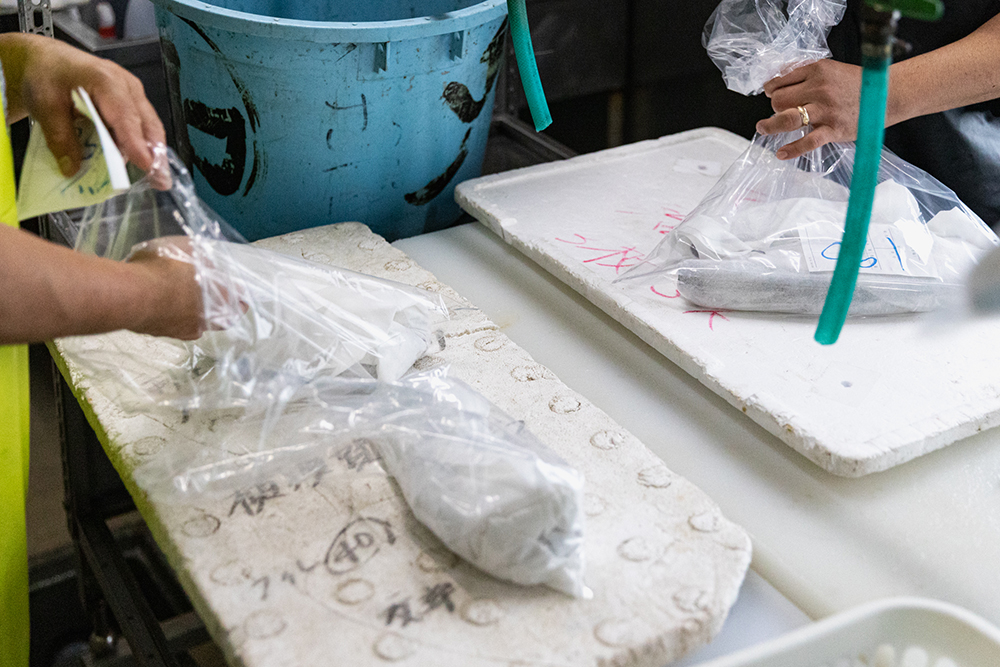 アオリイカは部位ごとに分け、脱水シートにくるみビニール袋に入れて保冷して送り出す。