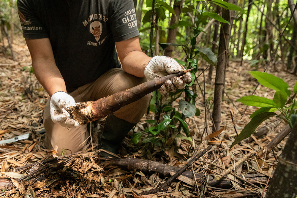 野生のマダケ。食べ頃を逃さないため、山をこまめにチェック。夜中に掘りに行くことも。
