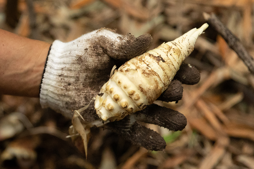 根の部分を齧ってみると、まるで梨のような甘さ！