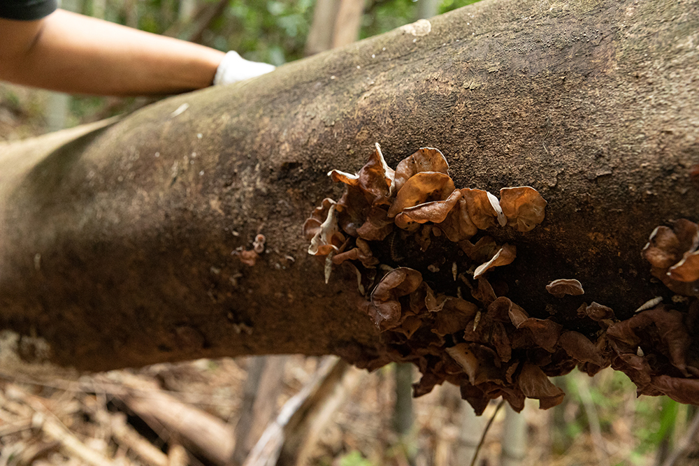 倒木を見つけると、場所、樹種、土壌、環境、今すでに付いている菌類、その木を好みそうな菌類を発生予測しながら記憶しておく。「ある一定の時間を経過するとキクラゲやキノコなどが生えてきます。キクラゲは木を食べて分解して土に返してくれる」