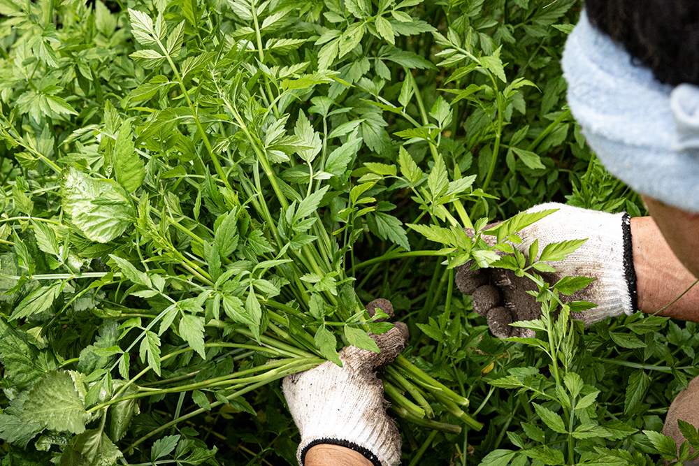野生のセリとミツバ。「ちょっとした好奇心と知識があれば、人生が豊かになる。知らなきゃ、もったいない」