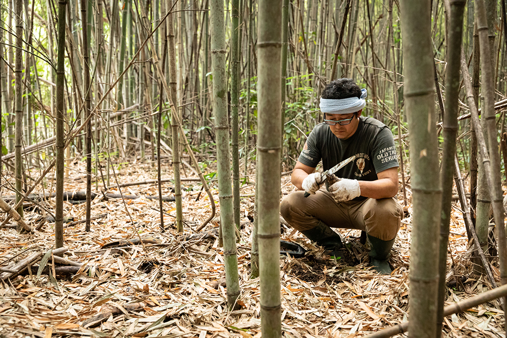 適量の収穫が間引きの役割を果たすのか、竹が密生しすぎず、土がふかふか。