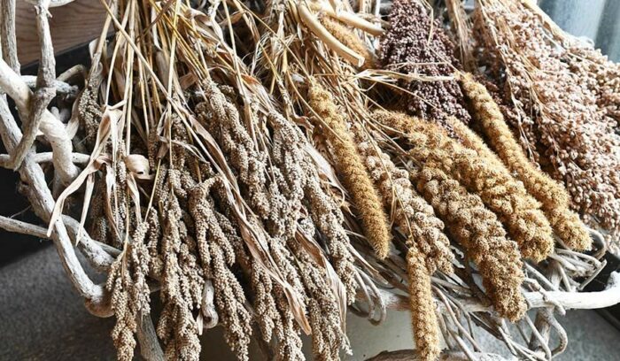 おいしくてヘルシーな救荒食！　山間に息づく「つぶ食」文化 