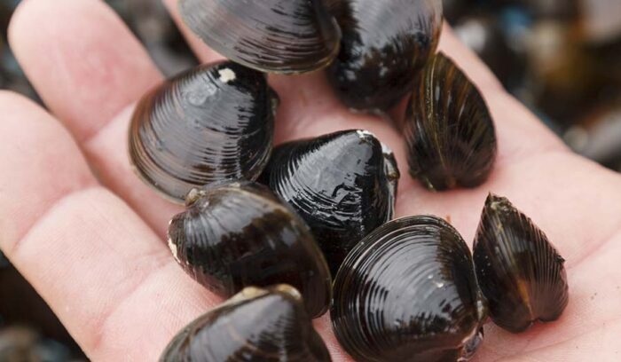 JAPAN ［Aomori］SHIJIMI CLAMS Nature’s Restorative 