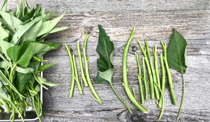 茎と根と葉っぱ・・・の前にマスタードの話。 