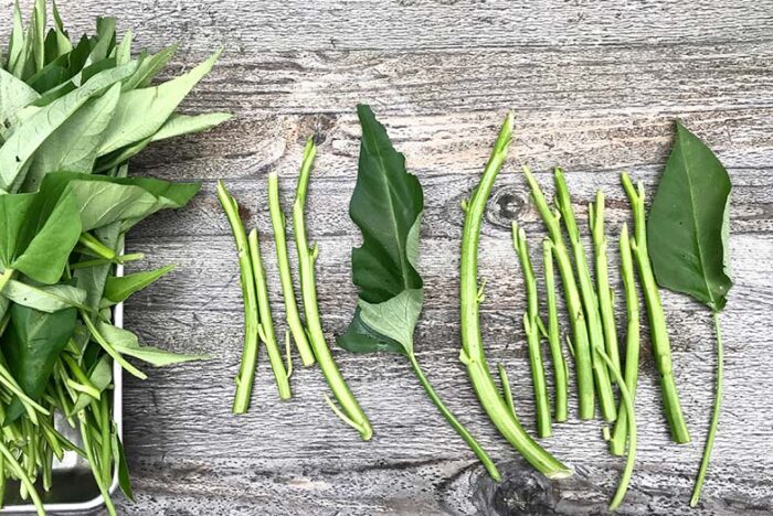 茎と根と葉っぱ・・・の前にマスタードの話。 