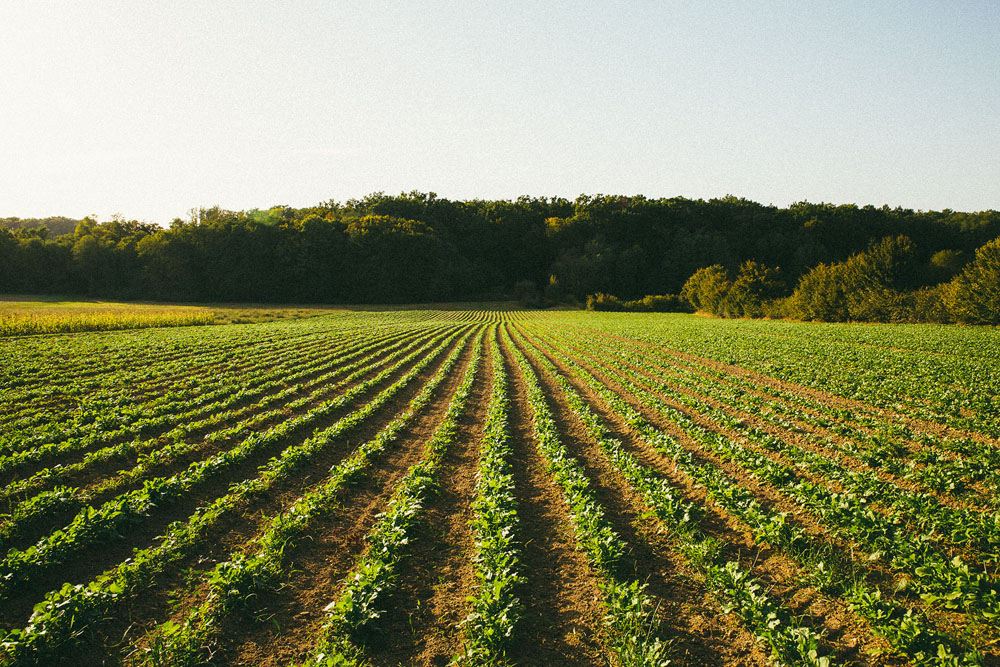 Q.現在の事業内容、主な収入源は？