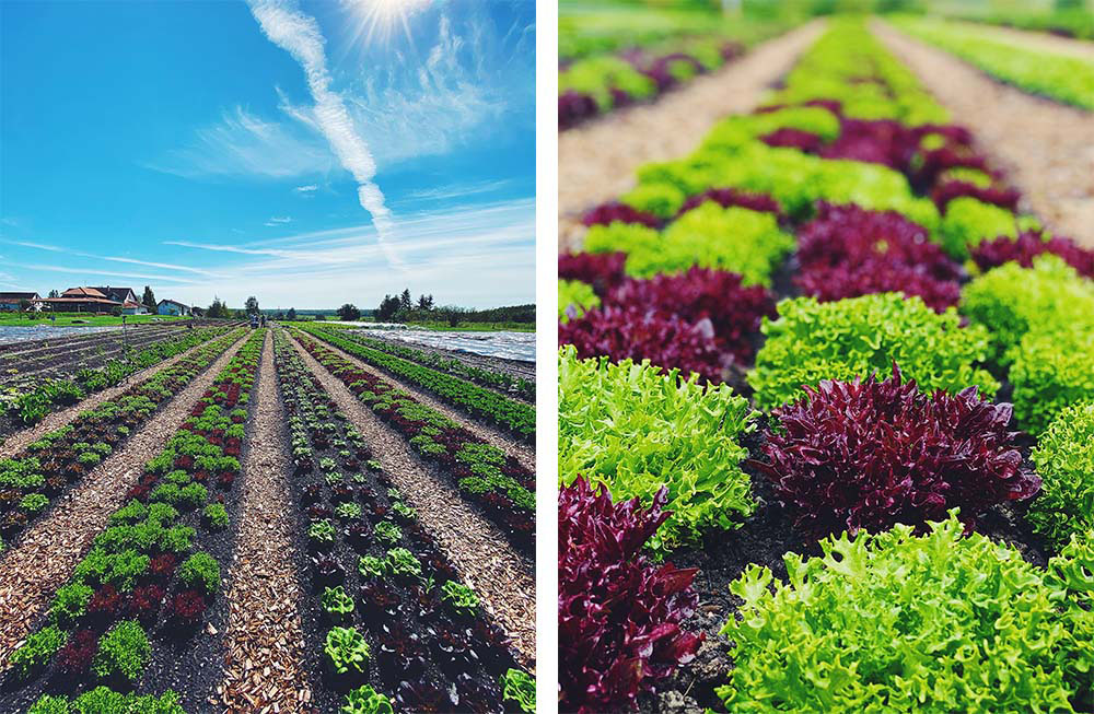 Q.有機農業は経済的にも持続可能？