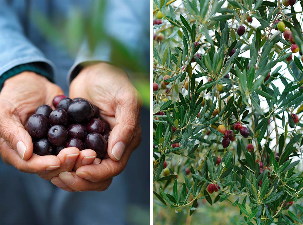 工場の緑化と減農薬栽培が同時に実現。瀬戸内の温暖な気候はオリーブの栽培に適しているが、山が近いため害虫駆除に農薬散布は必須だった。山から遠い埋め立て地にある工場の敷地を有効活用することで、害虫のリスクは軽減。実がなってから農薬散布をしなくても、きれいなオリーブが収穫できるようになった。