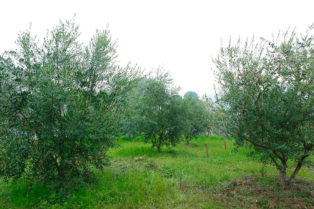 畑には複数品種のオリーブを混植している。木に穴を開けるゾウムシの害を予防するため、実がなる前、土から30cmほどの幹にほんの少し農薬をまくが、あとは除草剤も使用しない。