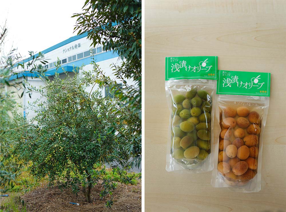 （写真左）工場を囲む植え込みで栽培されるマンザニロ種のオリーブ。ほかにアルベッキーナやミッションも植えられている。 （写真右）オリーブの塩水漬けは、薄い食塩水から、徐々に濃くしていきながら４カ月ほどで完成する。袋タイプはグリーンが740円、完熟（黒オリーブ）が790円（共に税込み）。