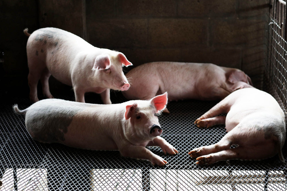 西洋豚の雌とアグー豚の雄の交配で生まれた生後３カ月の子豚たち。初産の場合は雌の遺伝が強く出るため、ピンク色の白豚が優勢に。２回目以降は黒色が交じるようになり、ウリボウのような縞模様が出現することも。