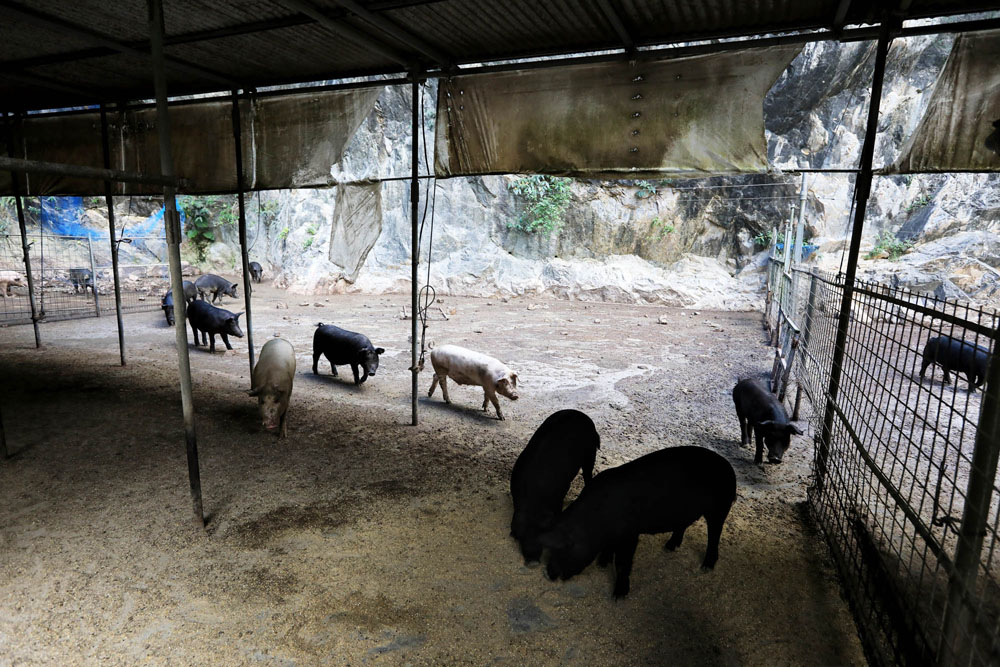 月齢６～９カ月の豚を収容する半戸外の肥育棟。広々とした空間で、寝そべったりかけ回ったり、思い思いに過ごす豚たちが見るからに楽しそう。ケージの背面には採石場の山を切り崩してできた崖がそびえ、台風の雨風から守ってくれる。