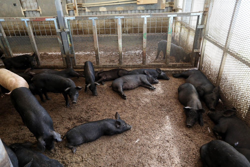 月齢３カ月の純系アグー。西洋豚に比べて２周りは小さい。豚舎の床に敷かれているのは、糞を乾燥させておがくずに混ぜたもの。驚くほど臭いが少ない。