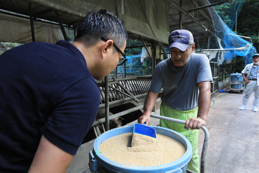 餌のベースになる発酵飼料は、米にビール粕やパイナップル粕を混ぜた親川さん考案のオリジナル。農場の敷地内に生えている青パパイヤの実を切って混ぜることも。「シークヮーサーも好きみたい。飛びついて食べますよ（笑）」